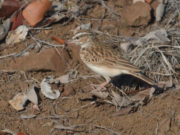 <h3>Anthus cinnamomeus / African pipit / Kaneelpieper</h3>OM-1 with M.40-150mm F2.8 + MC-14, 1/2000 sec at F5.0, ISO 640, distance 7.68 m